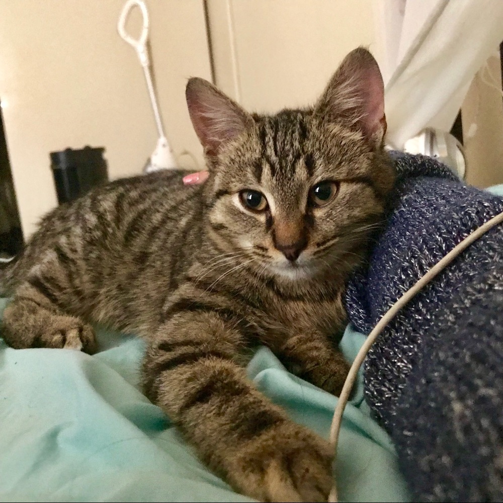 Meet your Posher, Ali